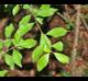 Ilex decidua