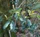 Ilex opaca