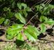 Ilex opaca