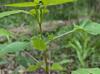 Impatiens capensis