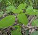 Impatiens capensis