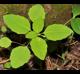 Impatiens capensis