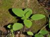 Impatiens capensis
