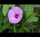 Ipomoea cordatotriloba