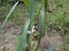 Iris hexagona