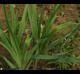 Iris hexagona