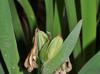 Iris hexagona