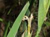 Iris hexagona