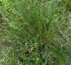 Juncus coriaceus