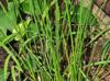 Juncus effusus