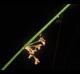 Juncus effusus