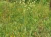 Juncus marginatus