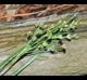 Juncus marginatus