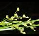 Juncus marginatus