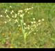 Juncus marginatus