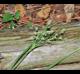 Juncus marginatus