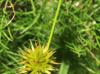 Juncus polycephalos