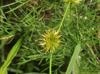 Juncus polycephalos