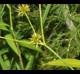 Juncus polycephalos
