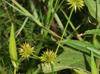Juncus polycephalos