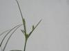 Juncus tenuis