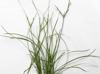 Juncus tenuis