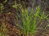 Juncus tenuis