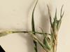 Juncus tenuis
