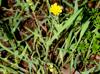 Krigia cespitosa