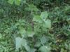 Lactuca floridana