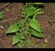 Lactuca floridana