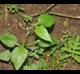 Lactuca floridana