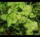 Lamium purpureum