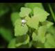 Lamium purpureum
