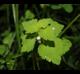 Lamium purpureum