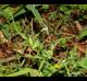 Lathyrus pusillus