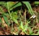 Lathyrus pusillus