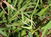 Lathyrus pusillus