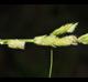 Leersia lenticularis