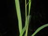 Leersia oryzoides