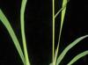 Leersia oryzoides