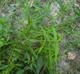 Leersia virginica