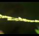 Leersia virginica