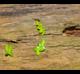 Lemna aequinoctialis