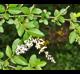 Ligustrum sinense
