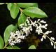 Ligustrum sinense