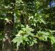 Liquidambar styraciflua