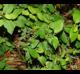 Lonicera japonica