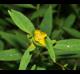 Ludwigia alternifolia