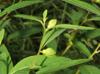 Ludwigia alternifolia